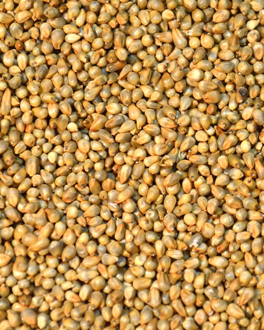 millet seeds